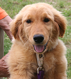  Animals - Dogs, Cats - 